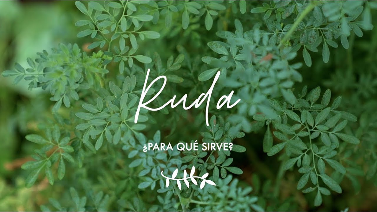 ¿Qué es lo que cura la ruda?