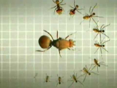¿Cuál es el trabajo de las hormigas?