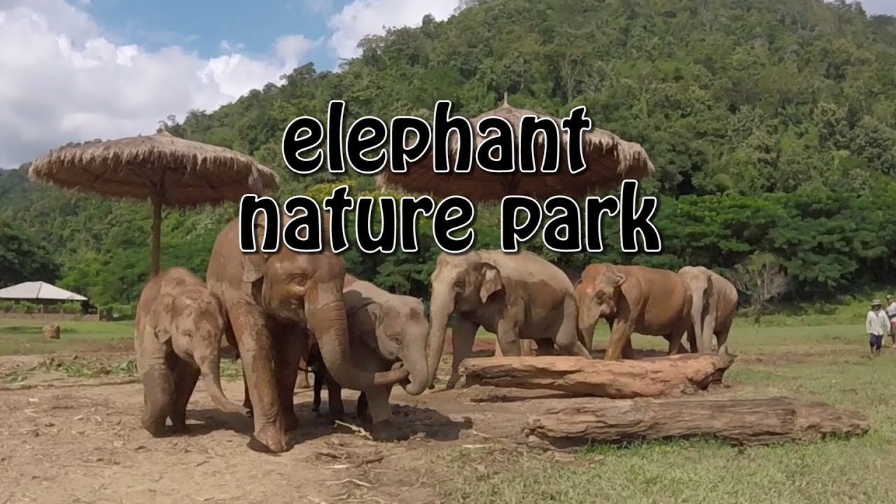¿Cuál es el mejor santuario de elefantes en Chiang Mai?