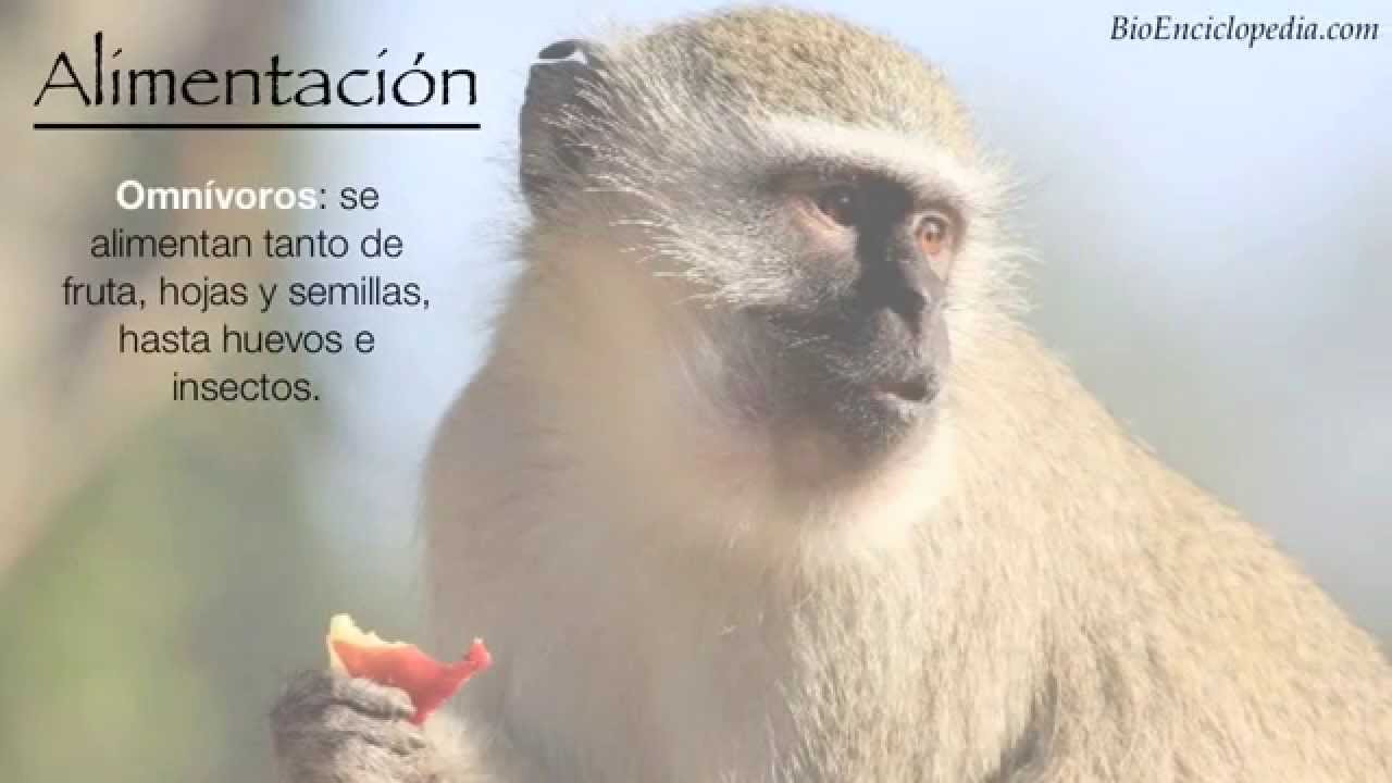 ¿Cuáles son las características de los monos?
