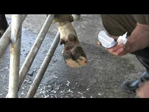 ¿Qué es bueno para la cojera de una vaca?