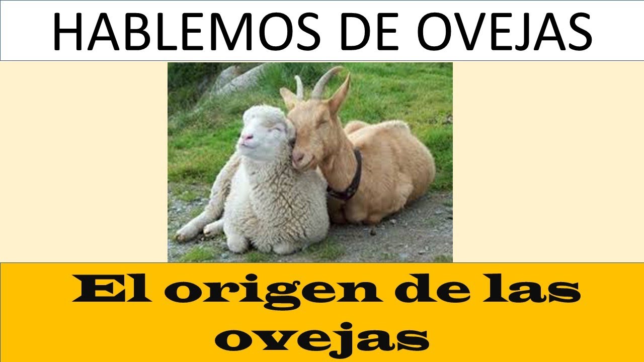 ¿Cuál es el origen de las ovejas?