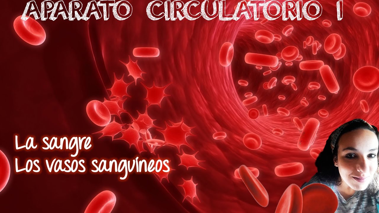 ¿Que recoge la sangre?