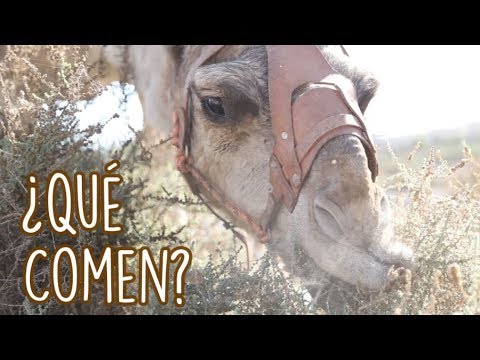 ¿Qué comen los camellos en el desierto?