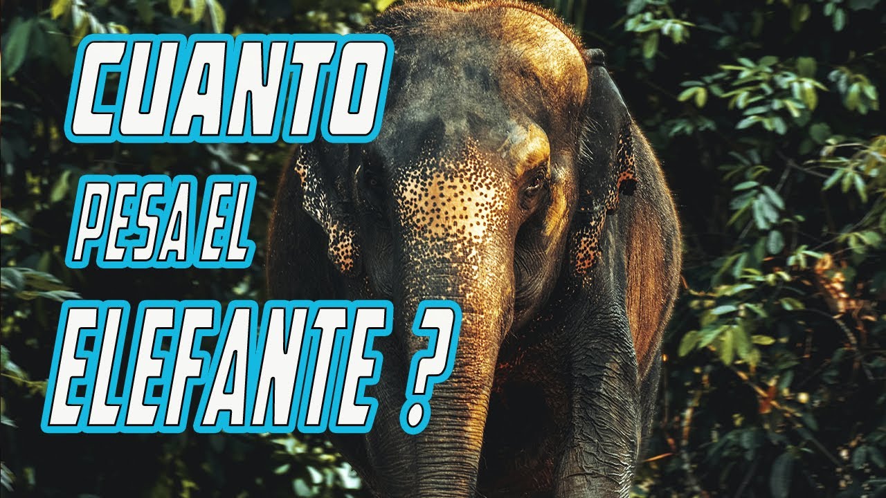 ¿Cuánto pesa 10 elefante adulto?