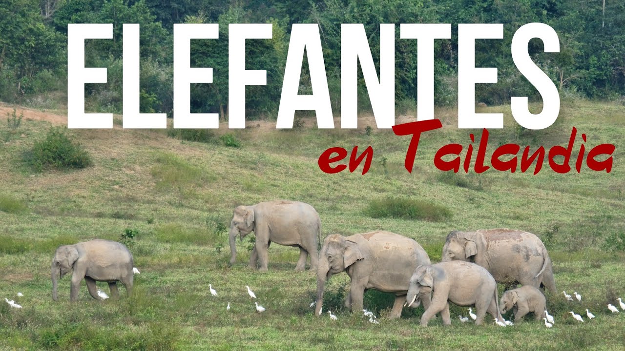 ¿Dónde ver elefantes en libertad en Tailandia?