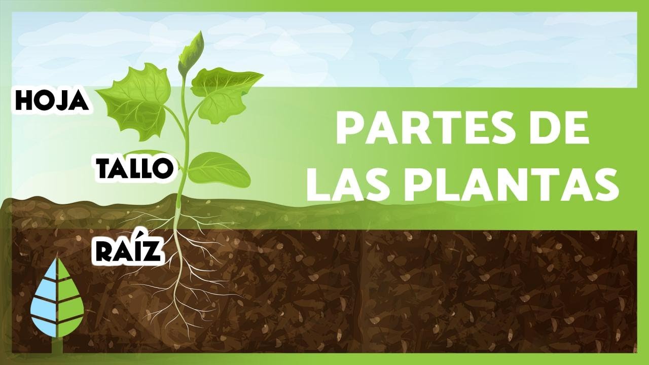 ¿Cuáles órganos sostiene el tallo?