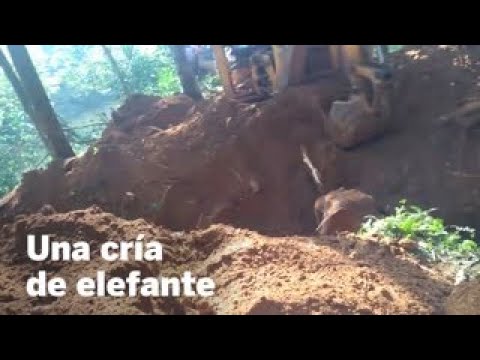 ¿Cómo se llaman las manadas de animales?