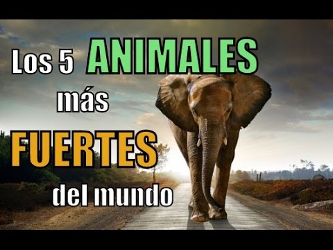 ¿Cuál es el animal más fuerte del mundo?