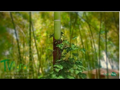 ¿Cuáles son los tallos trepadores?