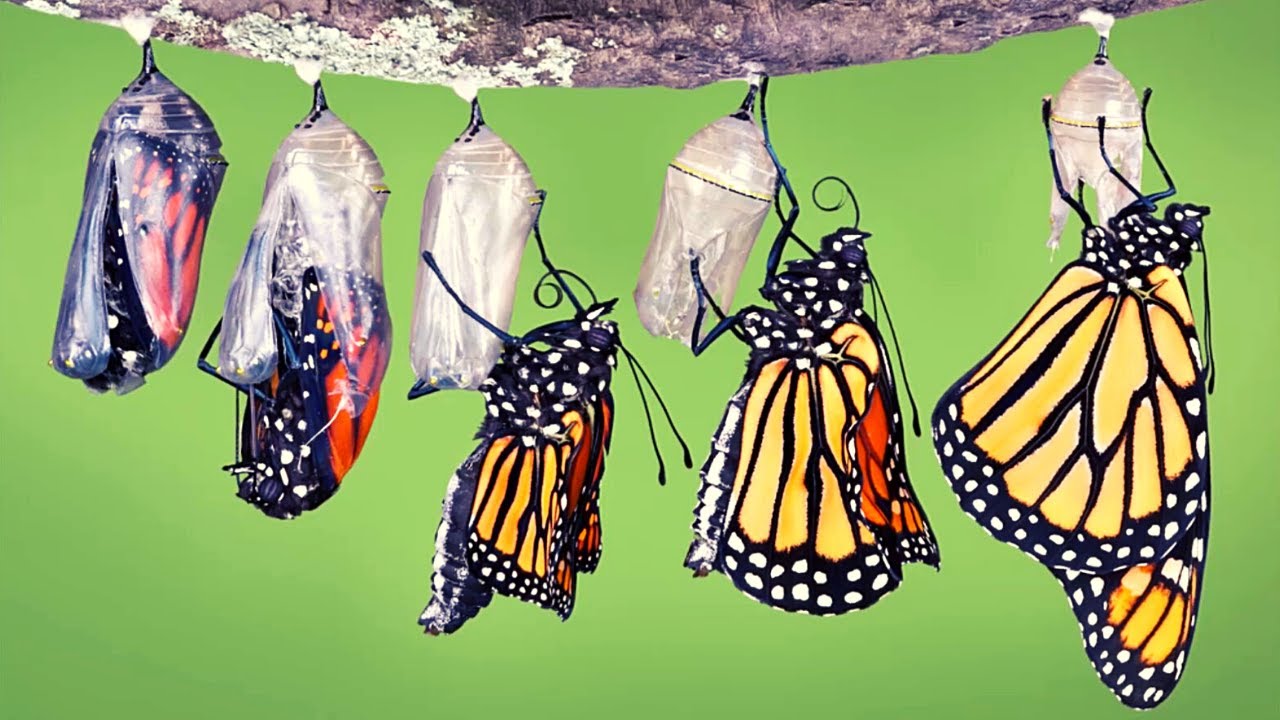 ¿Qué ocurre dentro de la pupa?