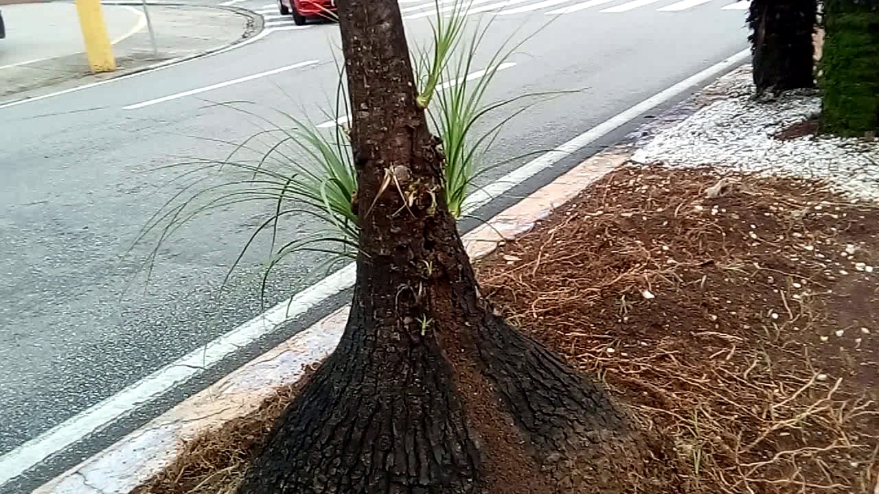 Como tirar mudas da mãe da pata de elefante?
