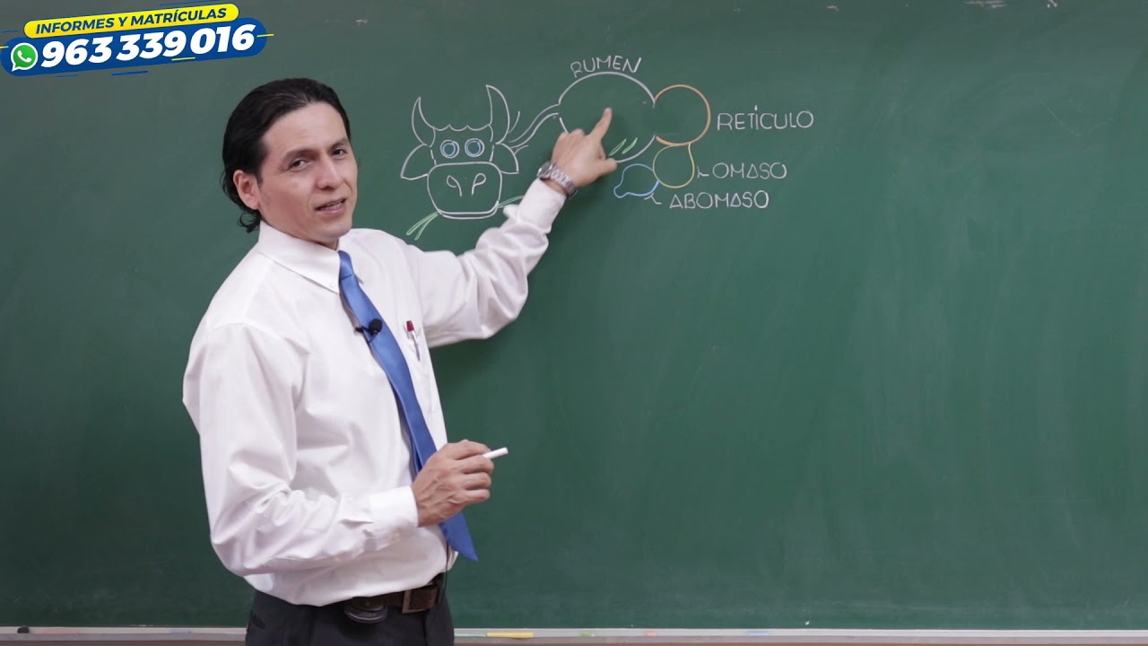 ¿Cuál es el animal que tiene 4 estómagos?