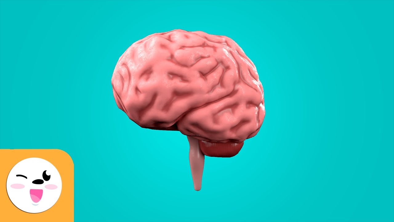 ¿Cuántos hemisferios hay en el cerebro?