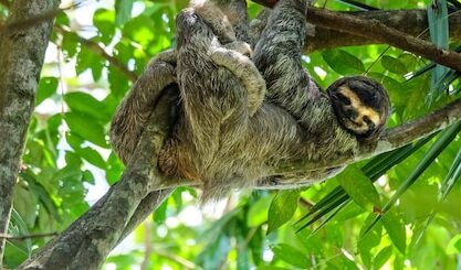 Las actividades de las personas perezosas