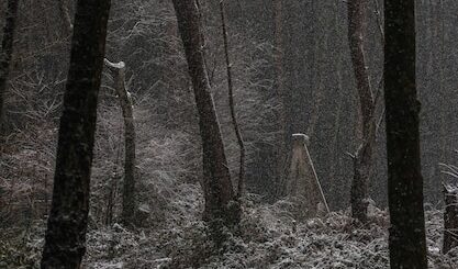 Consejos para sobrevivir en un bosque nocturno