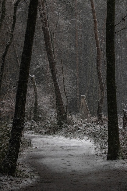 Consejos para sobrevivir en un bosque nocturno 6 Consejos para sobrevivir en un bosque nocturno