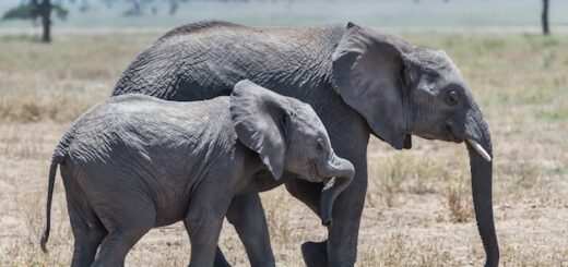 La comunicación entre elefantes en su hábitat