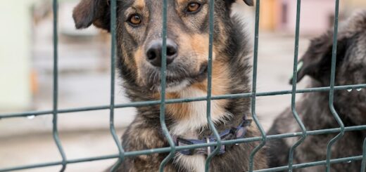 Maltrato animal en los mataderos: una realidad oculta