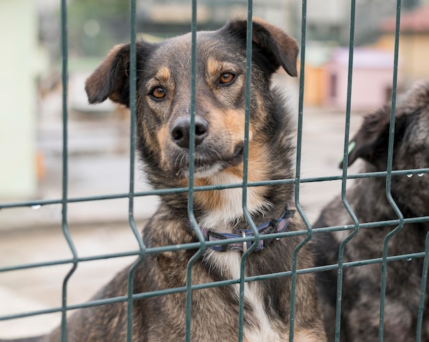 Maltrato animal en los mataderos: una realidad oculta