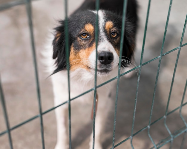 Maltrato animal en los mataderos: una realidad oculta