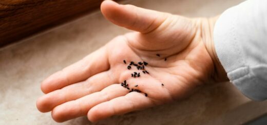 El impacto de las hormigas en el ecosistema