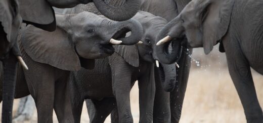El simbolismo del elefante en la familia
