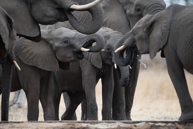 El simbolismo del elefante en la familia 6 El simbolismo del elefante en la familia