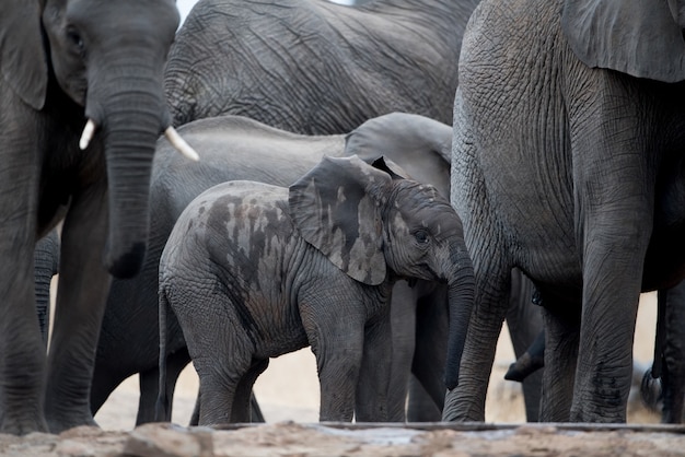 El simbolismo del elefante en la familia 8 El simbolismo del elefante en la familia