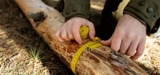 Delicias naturales que puedes encontrar en el bosque