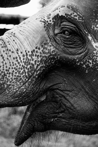 Los sentimientos de los elefantes: una mirada profunda