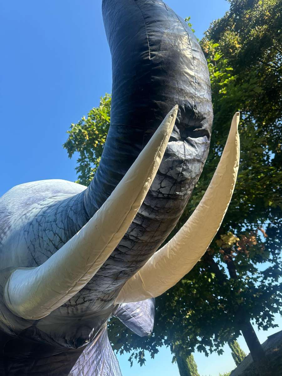 défenses d'éléphant brumisateur pointu