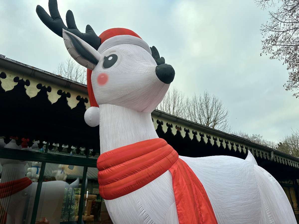 la tête du renne vue de près 