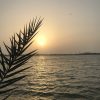 معلمة لغة عربية ومصممة