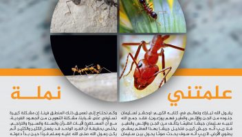 نموذج أعمال
