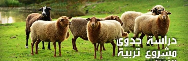 كتابة مقال عن دراسة جدوى مشروع تربية الأغنام