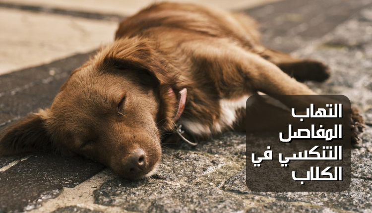 كتابة مقال متوافق مع قواعد السيو