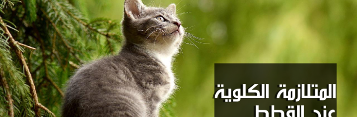 كتابة مقال اونلاين