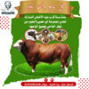 تصاميم سوشيال ميديا