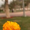 ادارة موارد بشرية - مساعد اداري
