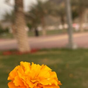 مستقل