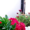 مدير مشروع