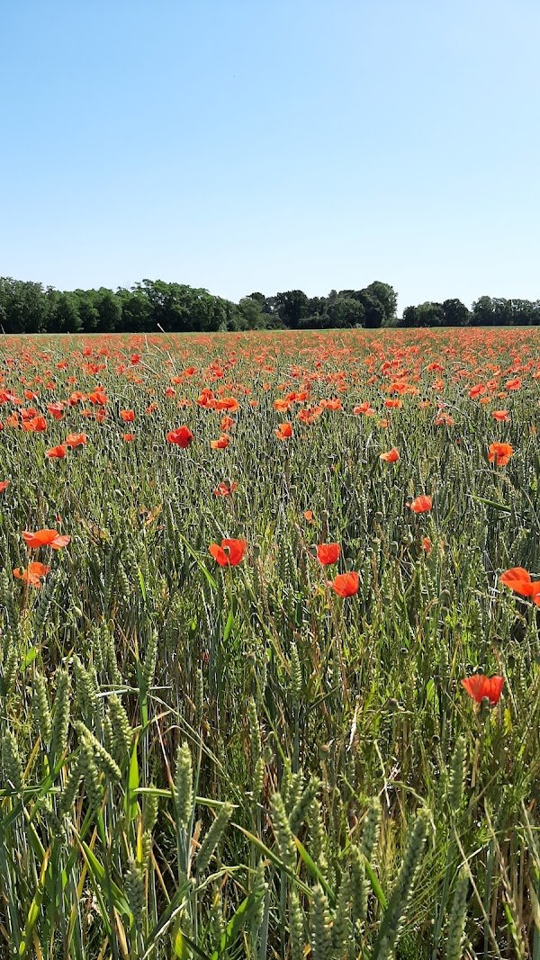 VELO VAL DE LOIRE - Labellisé Location LOIRE A VELO - Photo 4