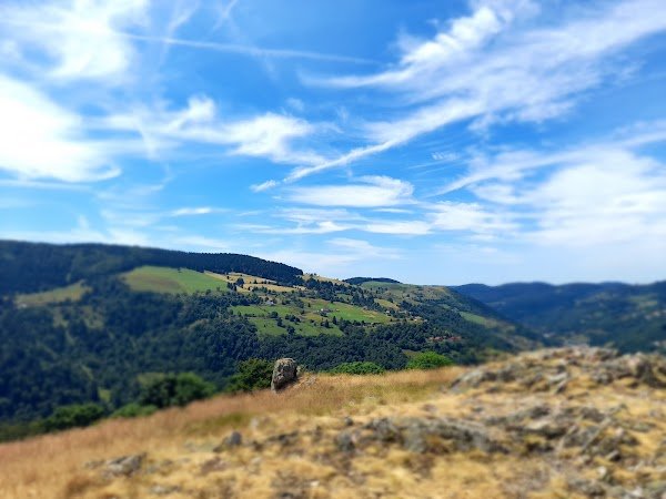 Green Mojo - Photo 4