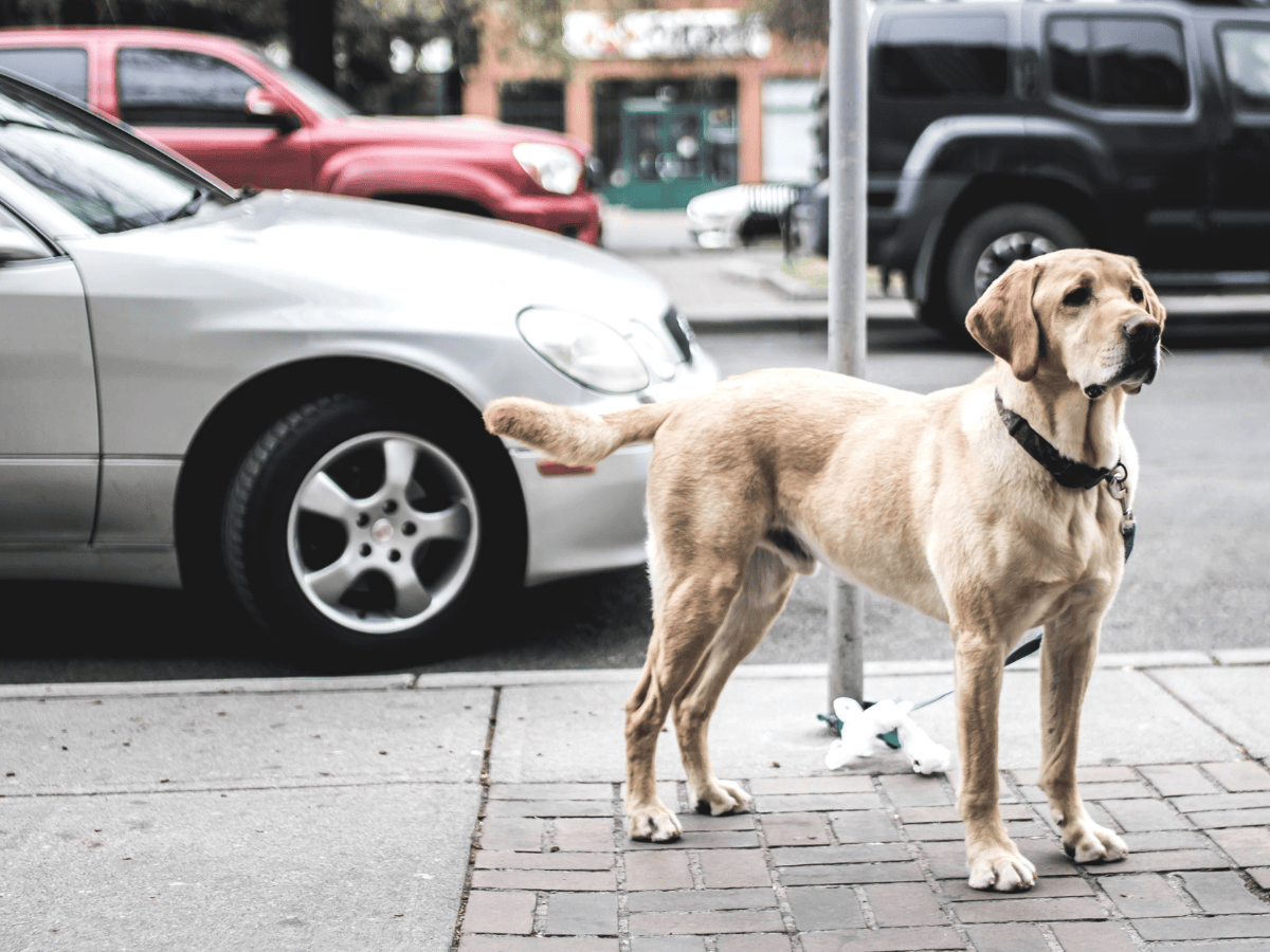 Quién es el culpable si atropellas un animal