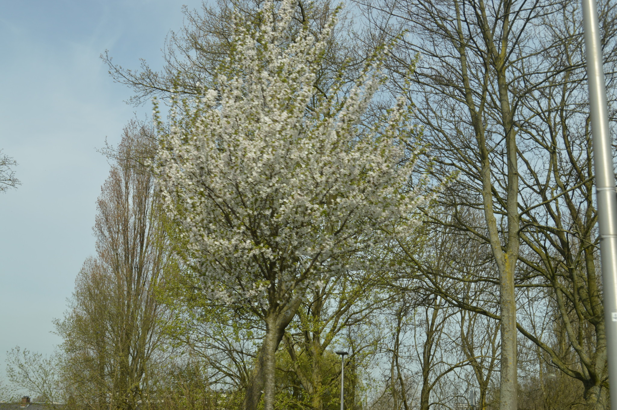 Lente