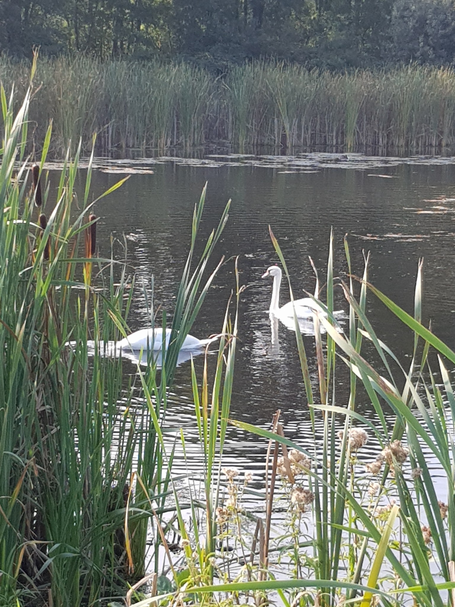 natuur