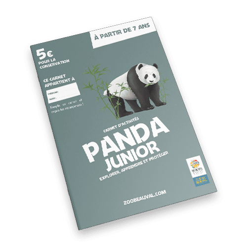 Panda Junior