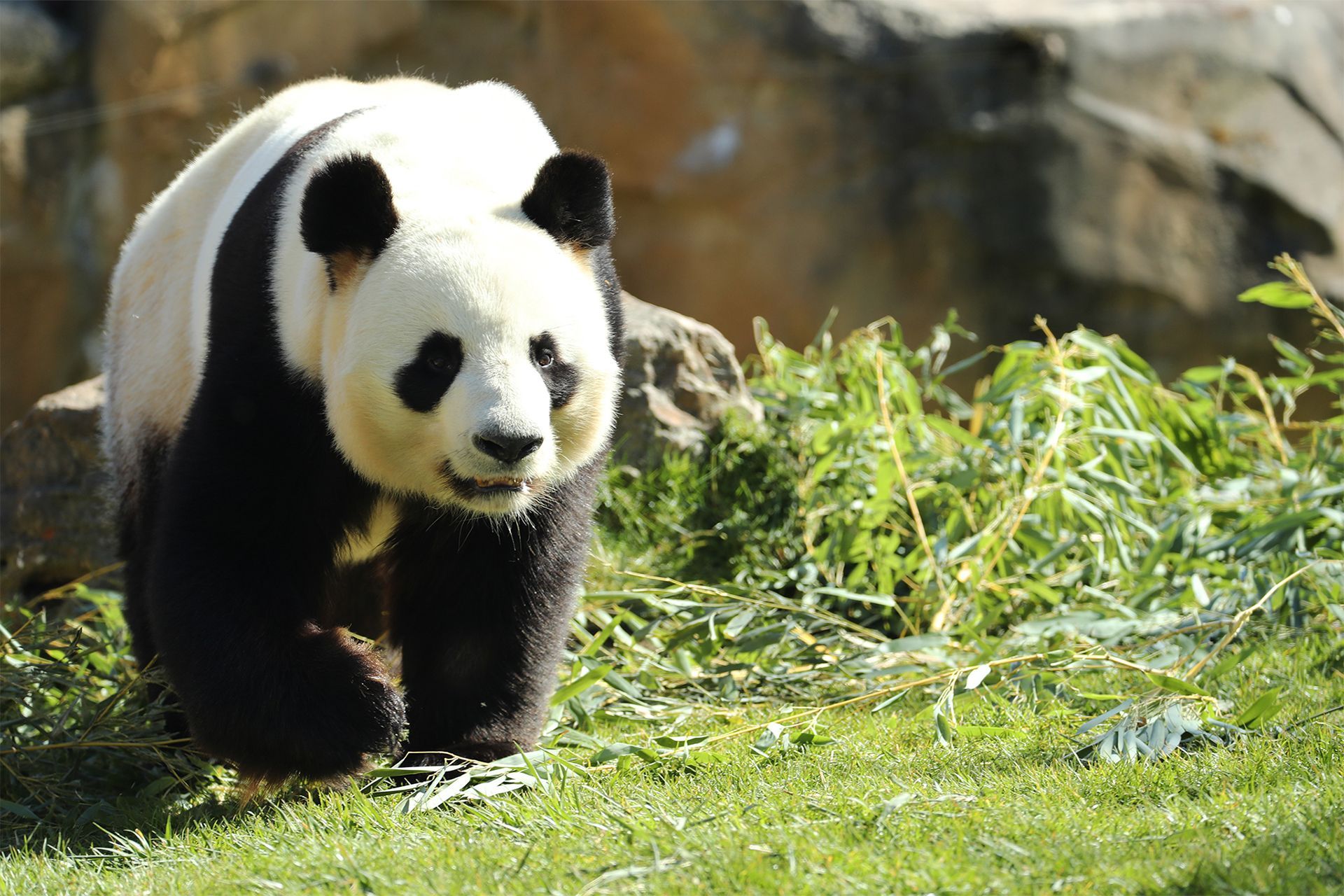 Pandas Géants