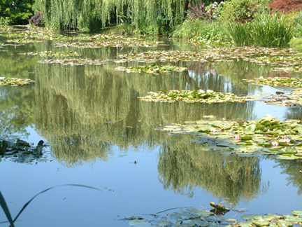 水光幻影的池塘，明澈如鏡，盎然生機的映照自然美景，比畫還像畫的景色。